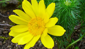 Adonis vernalis